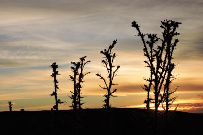 658 THISTLES AT SUNSET.JPG